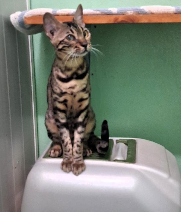 Kali' Gattina Bengala